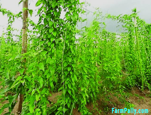 How to plant yams and cultivate till harvest 