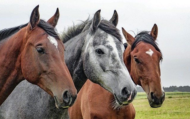 pet-horse-name-generator-for-male-female-yearling-foal-farmpally