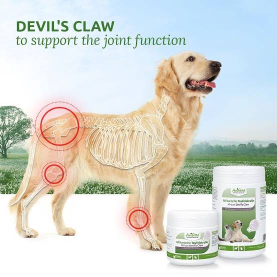 How to use Devil's claw for dogs' joint and inflammation problems 