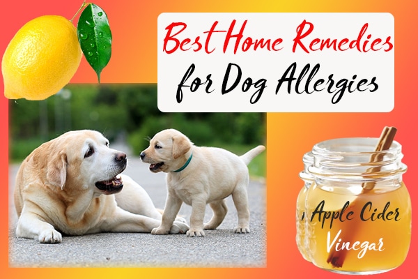 Natural Home Remedies For Your Dog s Allergies FarmPally