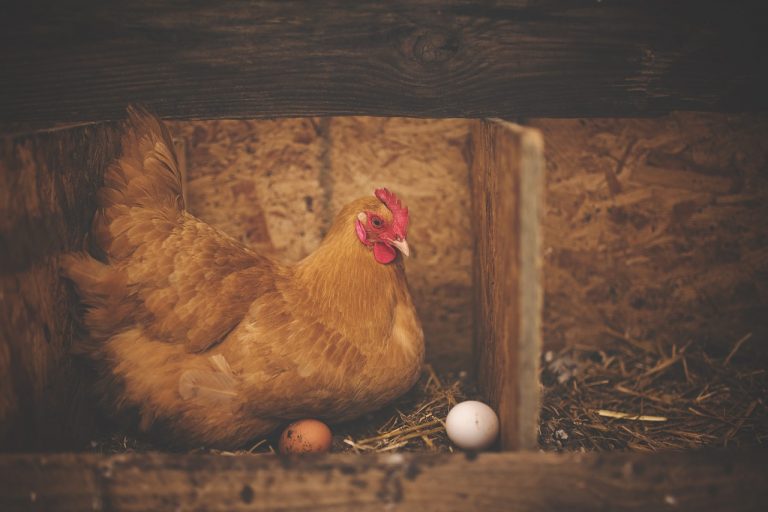 Download How To Increase Egg Production In Layer Chickens ...