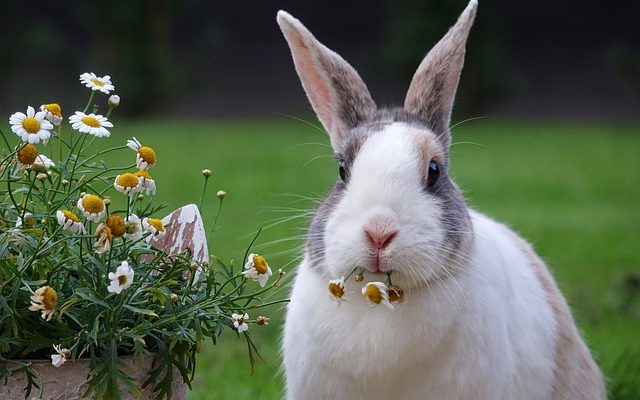 rabbit-fact-sheet-blog-nature-pbs