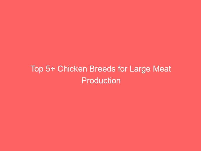 Top 5+ Chicken Breeds For Large Meat Production