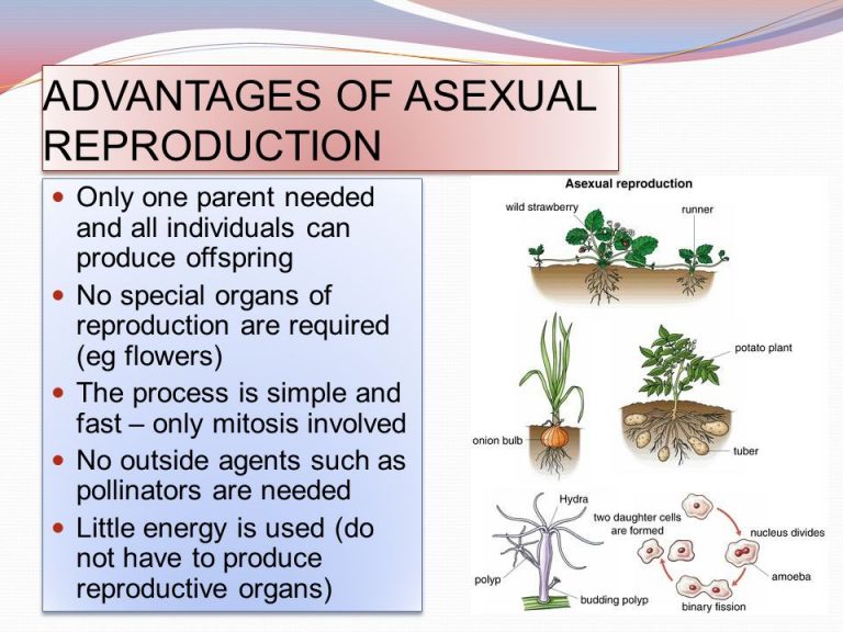 Advantages Of Asexual Reproduction In Plants