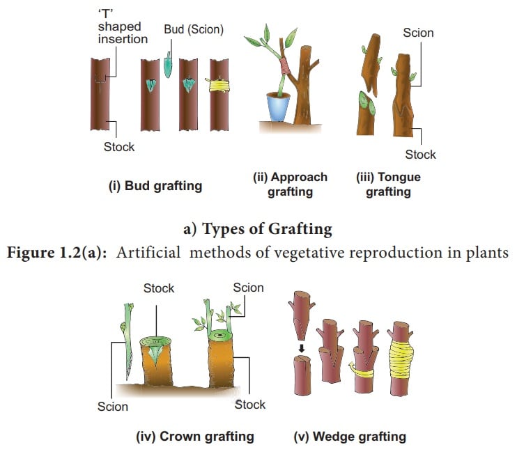 Artificial Vegetative Propagation Methods FarmPally