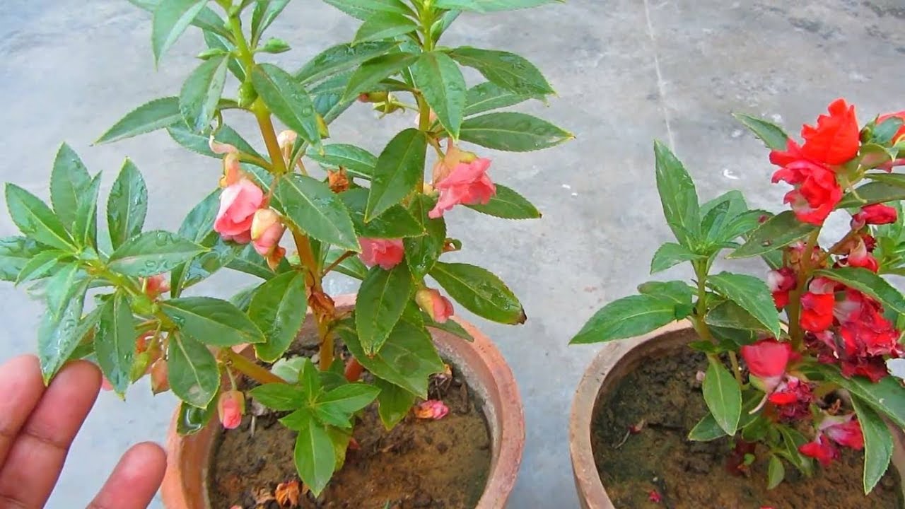 balsam plant soil how to choose the right type