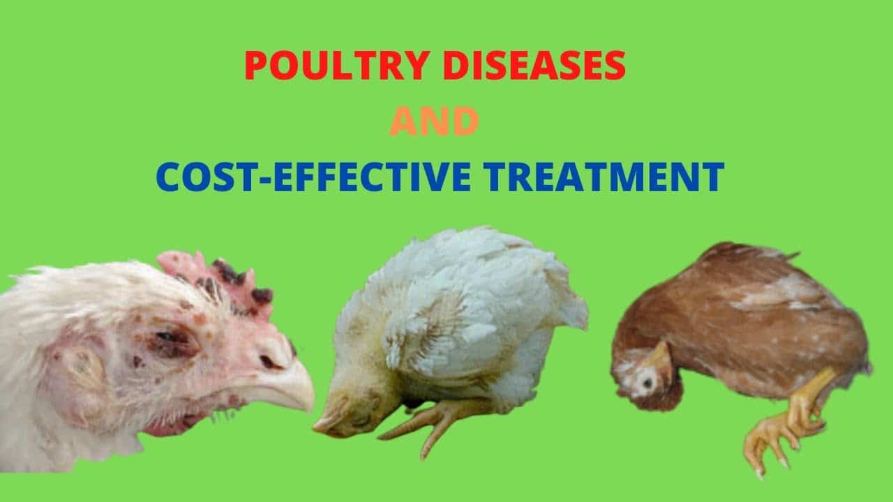 Poultry Diseases Symptoms And Treatment - FarmPally.com