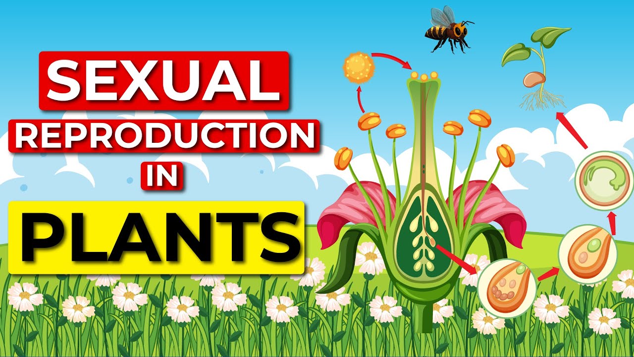 Advantages Of Sexual Reproduction In Plants 8618