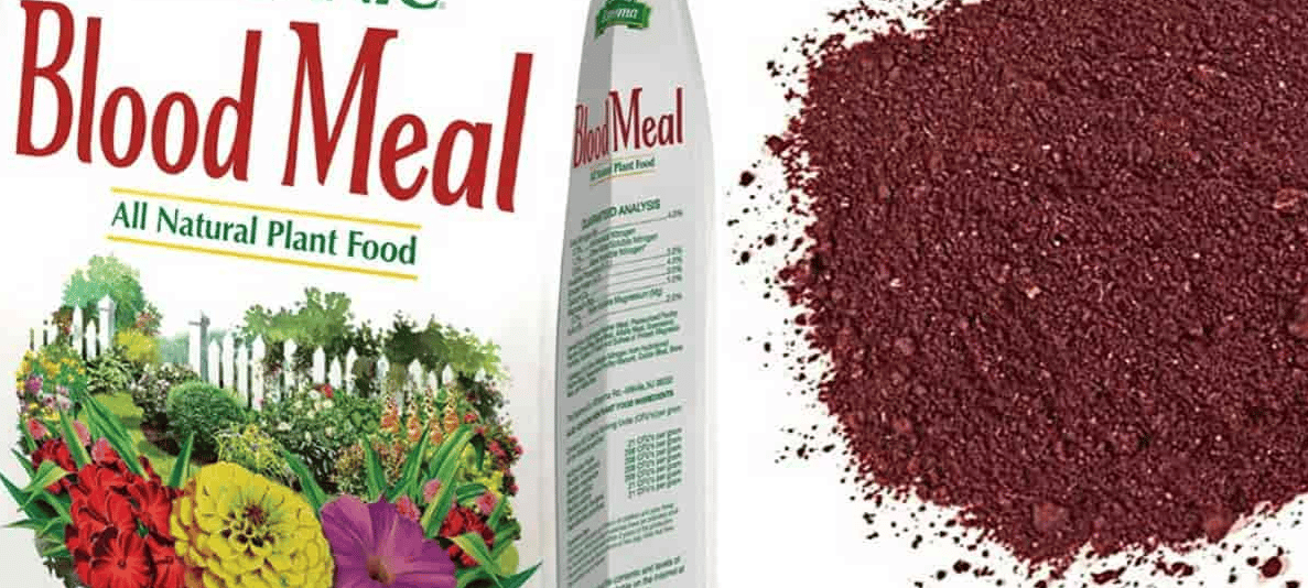 Disadvantages Of Blood Meal In Livestock Feeds And Garden