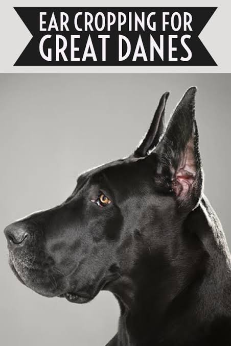 How to crop great Dane dog ears